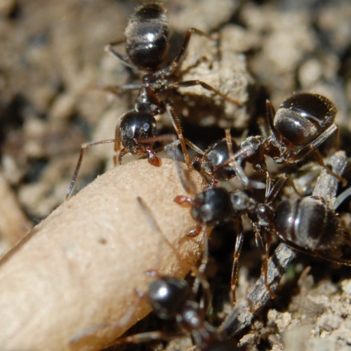 fourmis transportant un oeuf